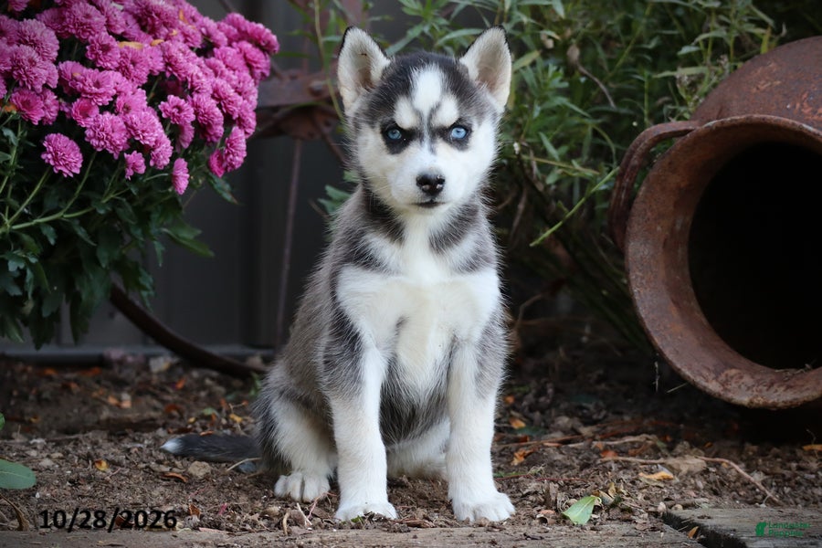 Siberian Husky dogs for sale: Aspen - Ad 1