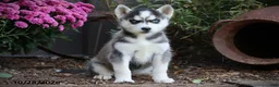 Siberian Husky dogs for sale: Aspen - Ad 1