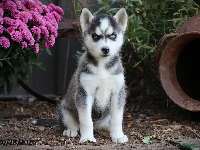 Siberian Husky dogs for sale: Aspen - Ad 1