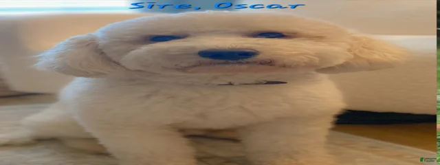 Oscar 