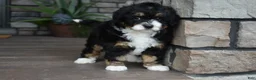 Mini Bernedoodle dogs for sale: Autumn - Ad 8
