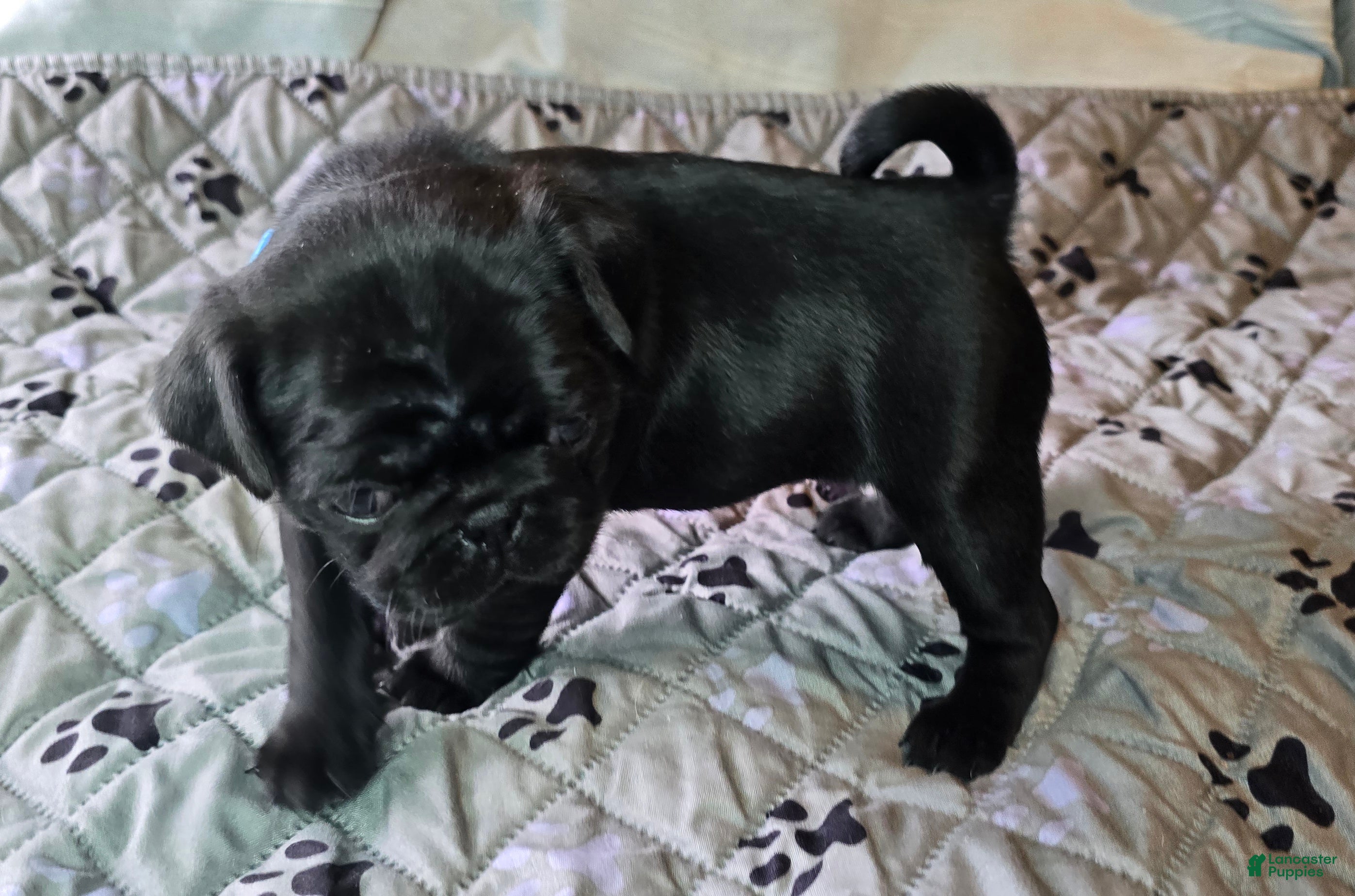 Pug dogs Brandy - Ad 2