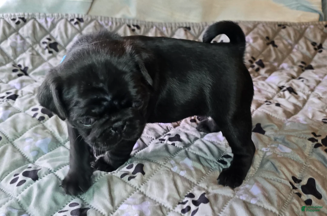 Pug dogs for sale: Brandy - Ad 2