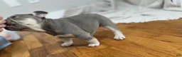 French Bulldog dogs for sale: Pluto - Ad 3