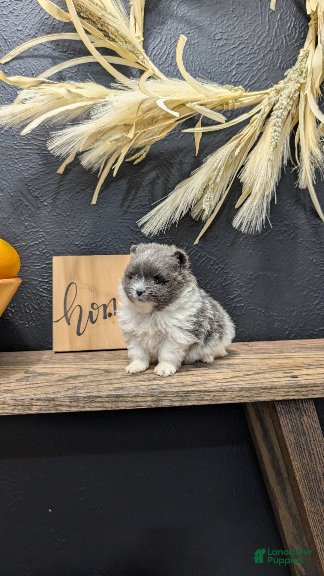 Pomeranian dogs for sale: Yogi  - Ad 8