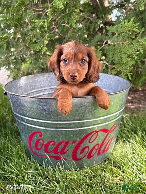Dachshund dogs Aerie - Ad 1