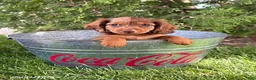 Dachshund dogs for sale: Aerie - Ad 1
