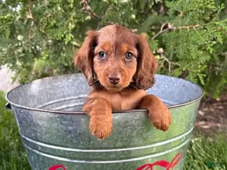 Dachshund dogs for sale: Aerie - Ad 4