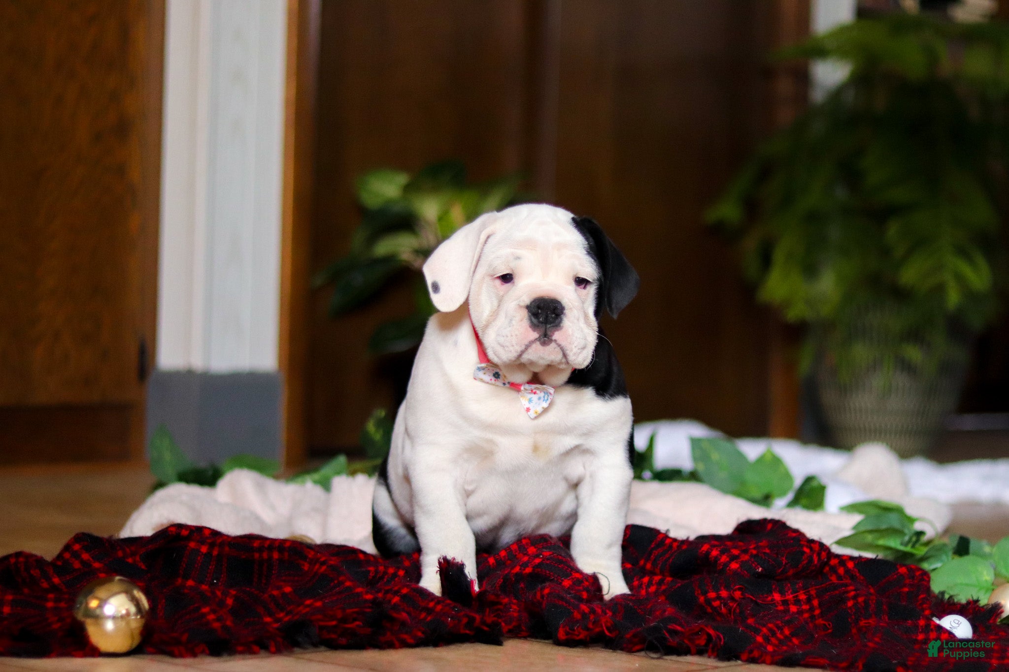 English Bulldog dogs Marjie - Ad 32