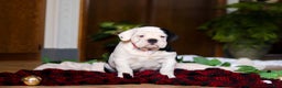 English Bulldog dogs for sale: Marjie - Ad 1