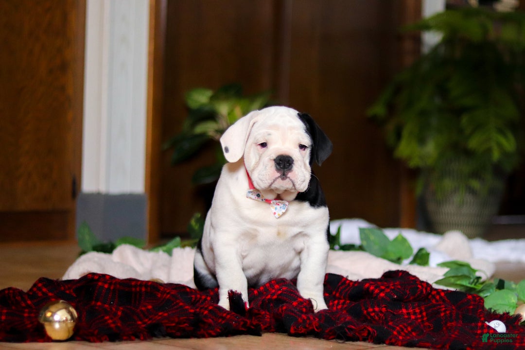 English Bulldog dogs for sale: Marjie - Ad 1