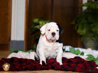 English Bulldog dogs Marjie - Ad 37