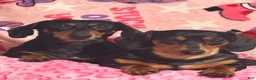 Dachshund dogs for sale: Dachshund 1 - Ad 2