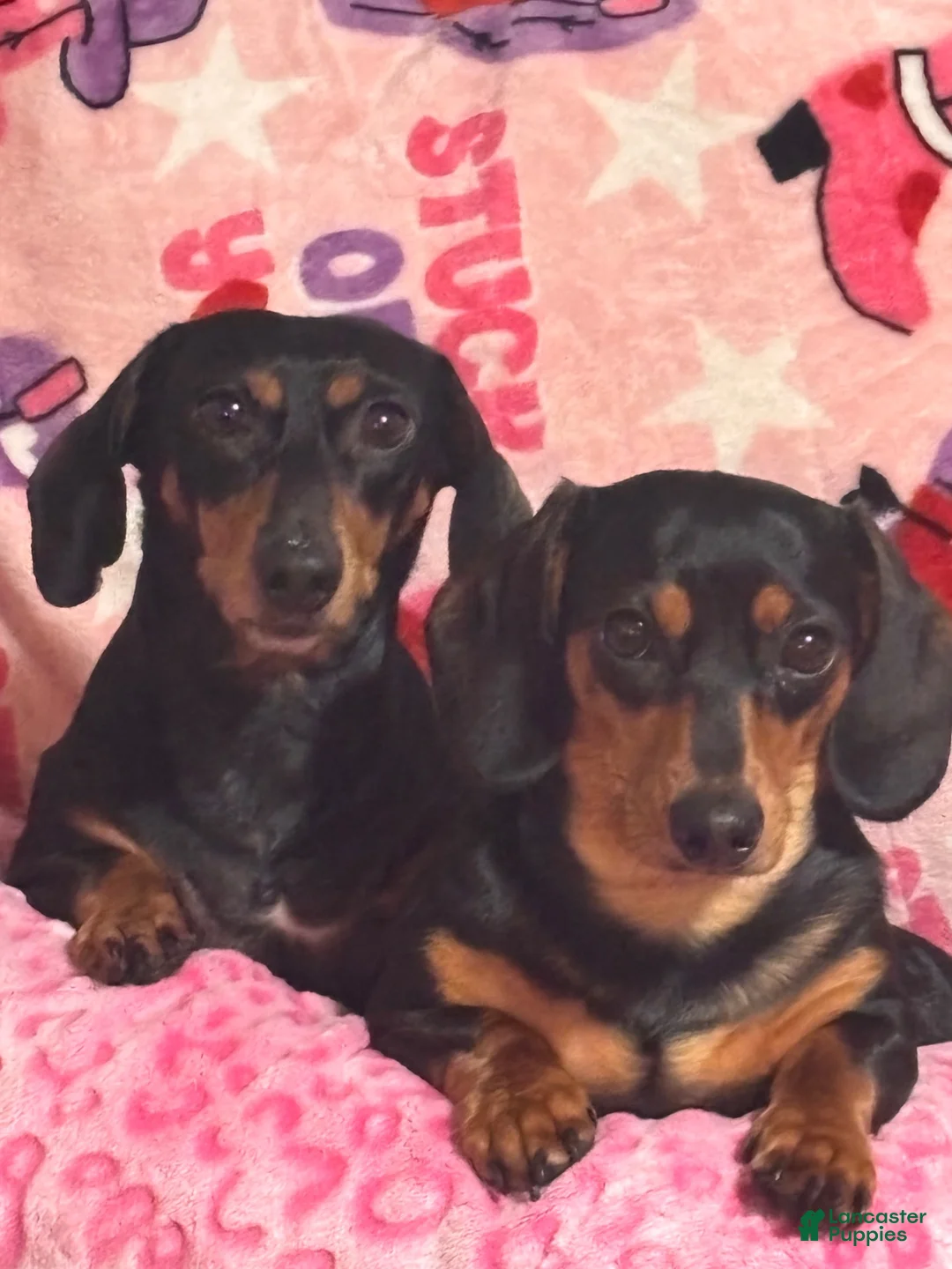 Dachshund dogs for sale: Dachshund 1 - Ad 2