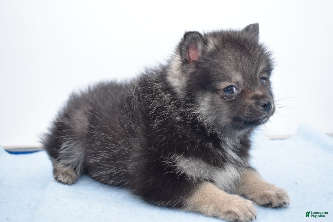 Pomsky dogs for sale: Lobo - Ad 2