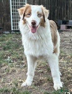 Australian Shepherd dogs for sale: Australian Shepherd 1 - Ad 1