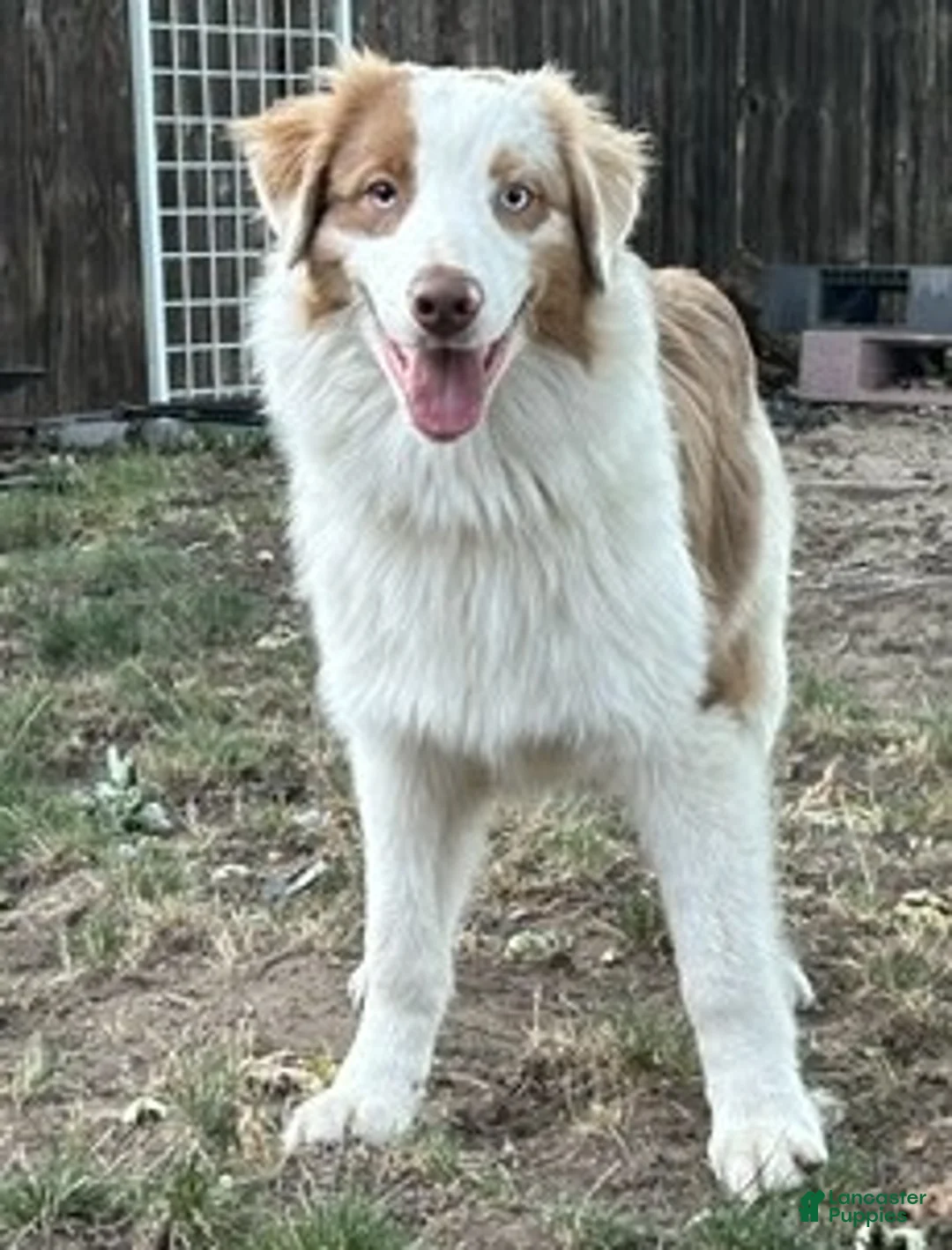 Australian Shepherd dogs for sale: Australian Shepherd 1 - Ad 1