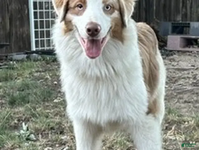 Australian Shepherd dogs for sale: Australian Shepherd 1 - Ad 1