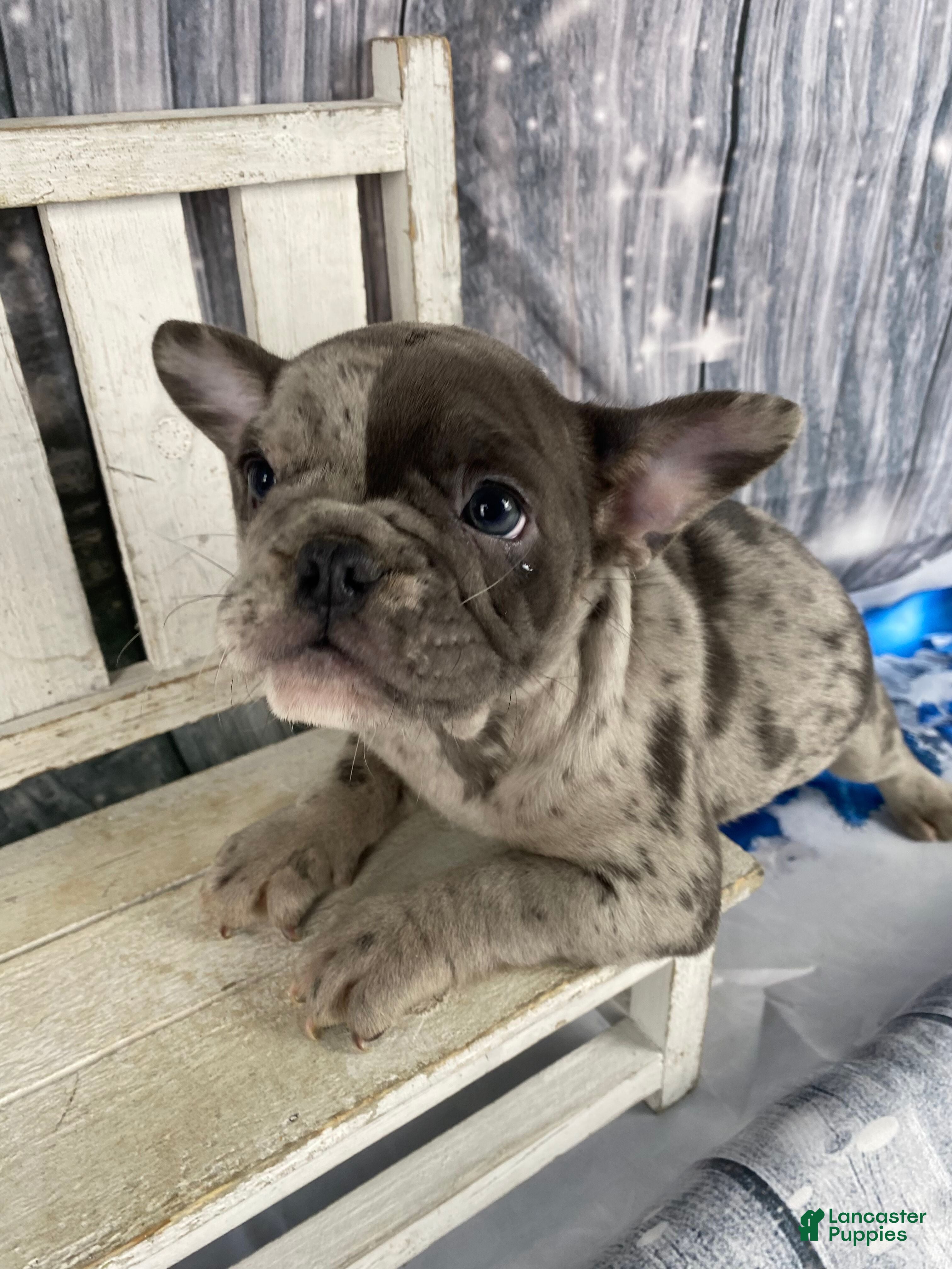 Mixed Breed dogs Betty - Ad 19