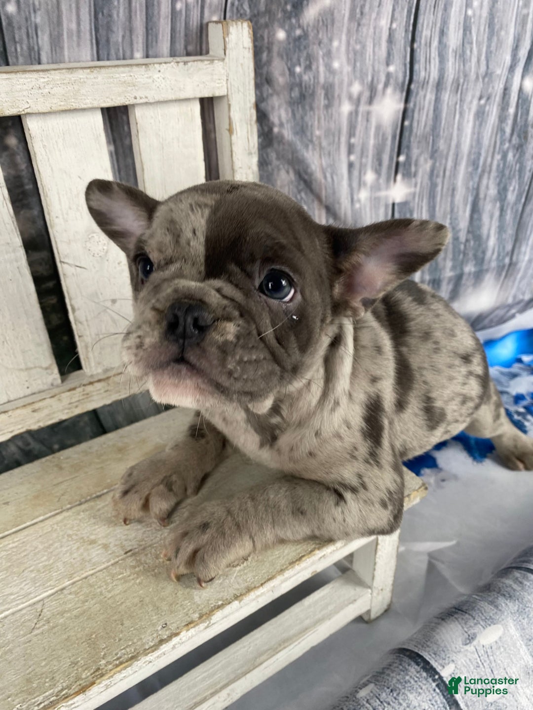 Mixed Breed dogs for sale: Betty - Ad 1