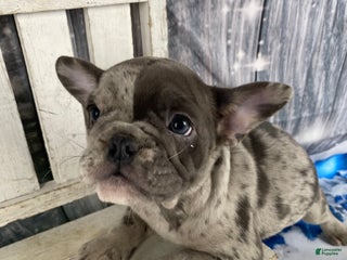 Mixed Breed dogs Betty - Ad 2