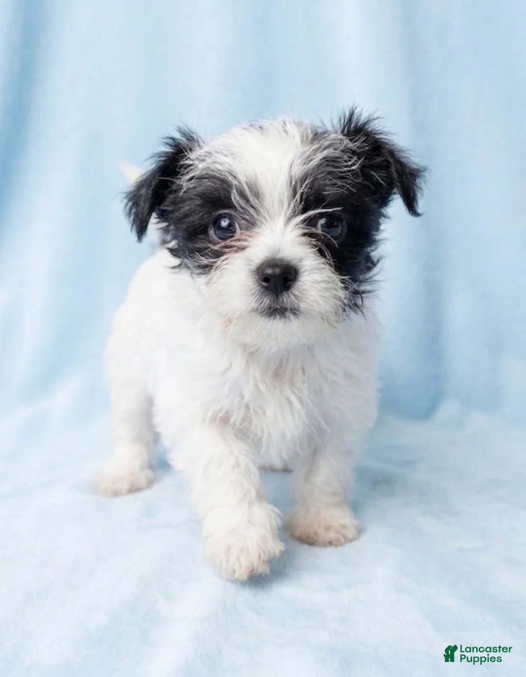 Mixed Breed dogs for sale: Milo - Ad 1