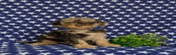 Mini Bernedoodle dogs for sale: Quaid Hypoallergenic - Ad 3