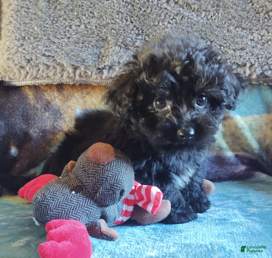 Maltipoo dogs for sale: Archie - Ad 8