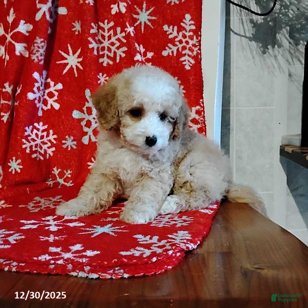 Mini Bernedoodle dogs for sale: Richie - Ad 2