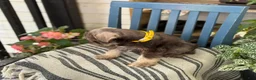 Miniature Schnauzer dogs for sale: Smokey - Ad 3
