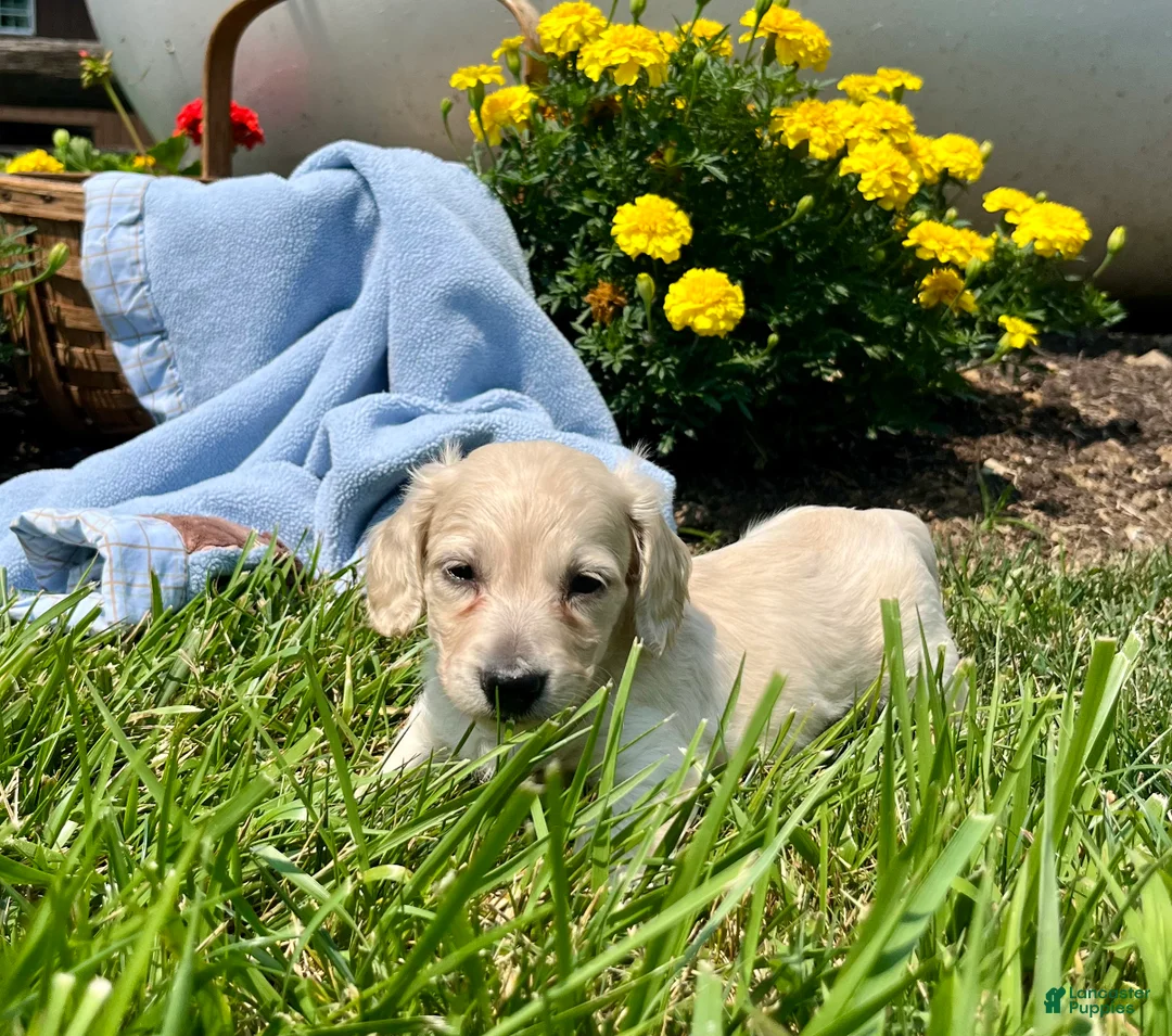 Dachshund dogs for sale: Oscar🐾❤️AKC Long Haired ❤️ - Ad 1