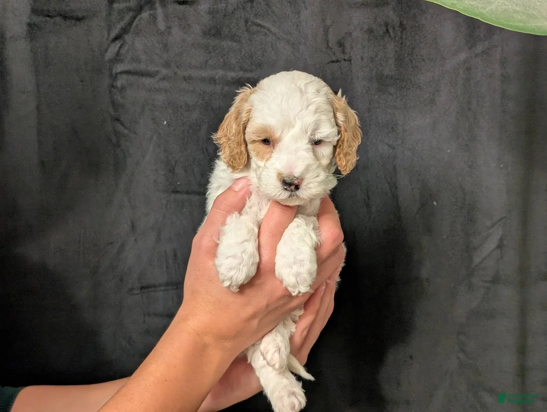 Cavapoo dogs for sale: Winter - Ad 4