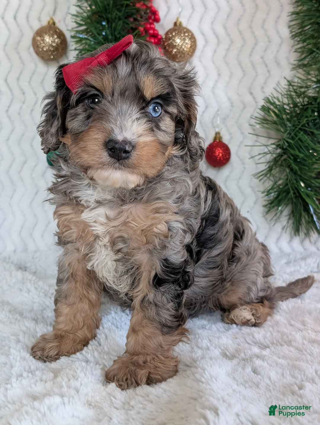 Cavapoo dogs for sale: Nemo - Ad 17