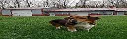 Mixed Breed dogs for sale: Sparky - Ad 5