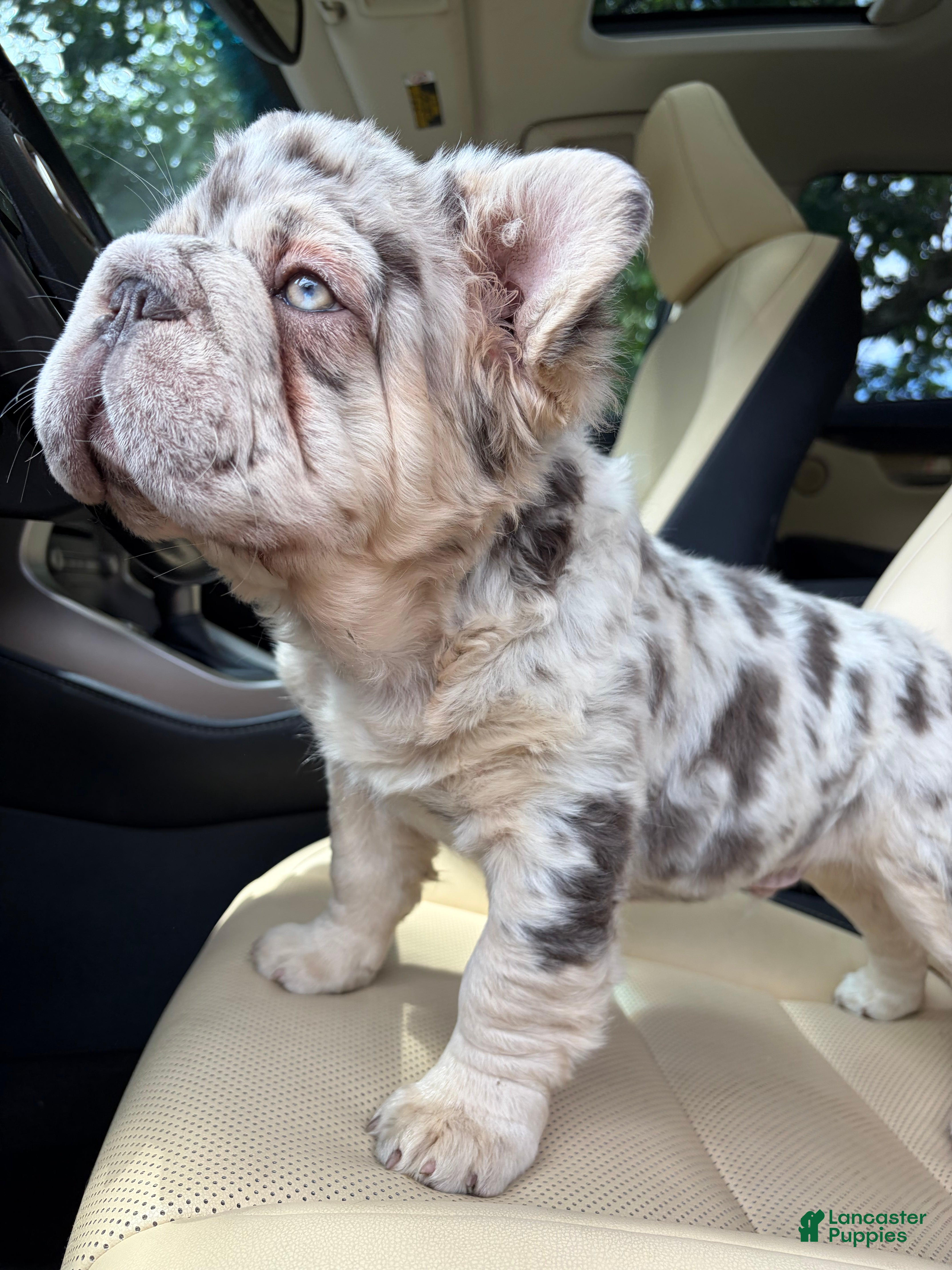 French Bulldog dogs French Bulldog 1 - Ad 2