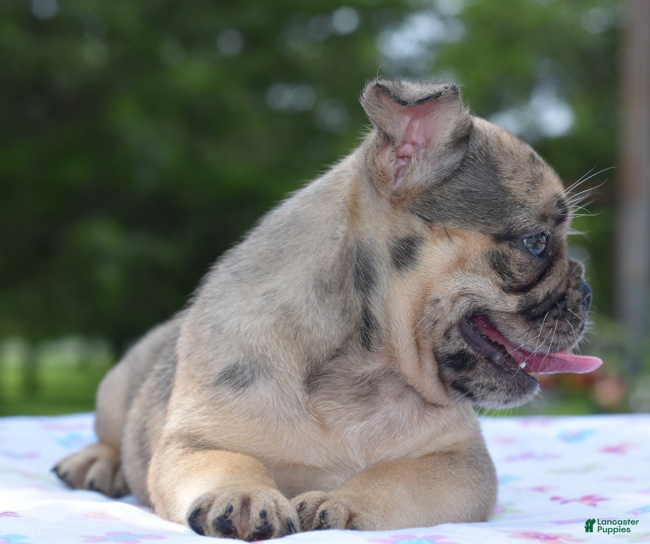Mixed Breed dogs Tanka  - Ad 2