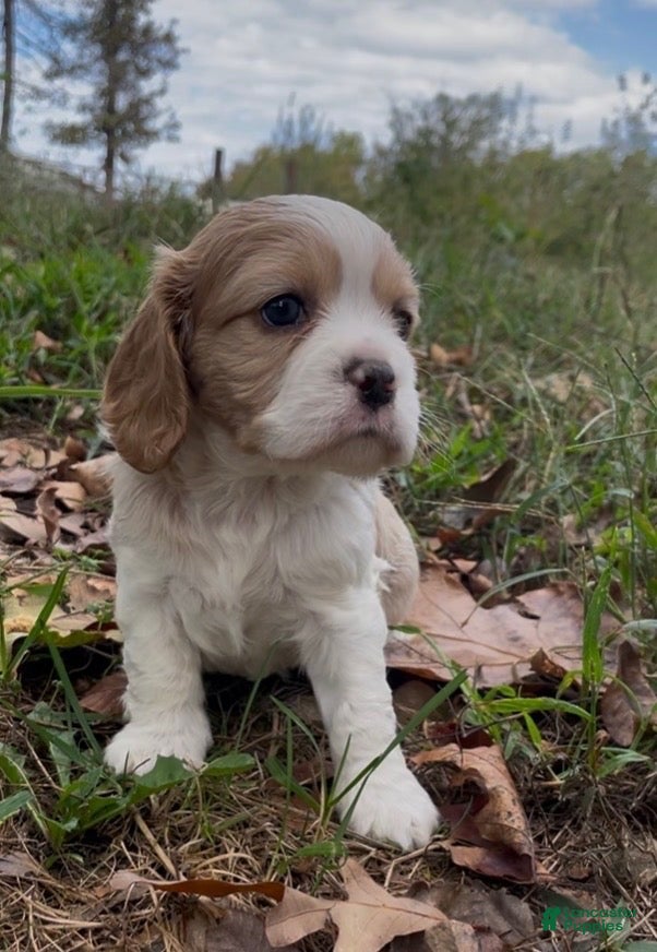 Mixed Breed dogs Maël - Ad 1