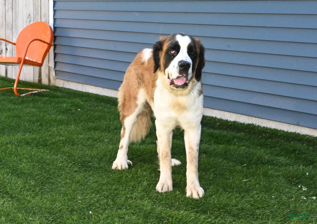 Saint Berdoodles dogs for sale: Saint Berdoodles Puppy 4 - Ad 2