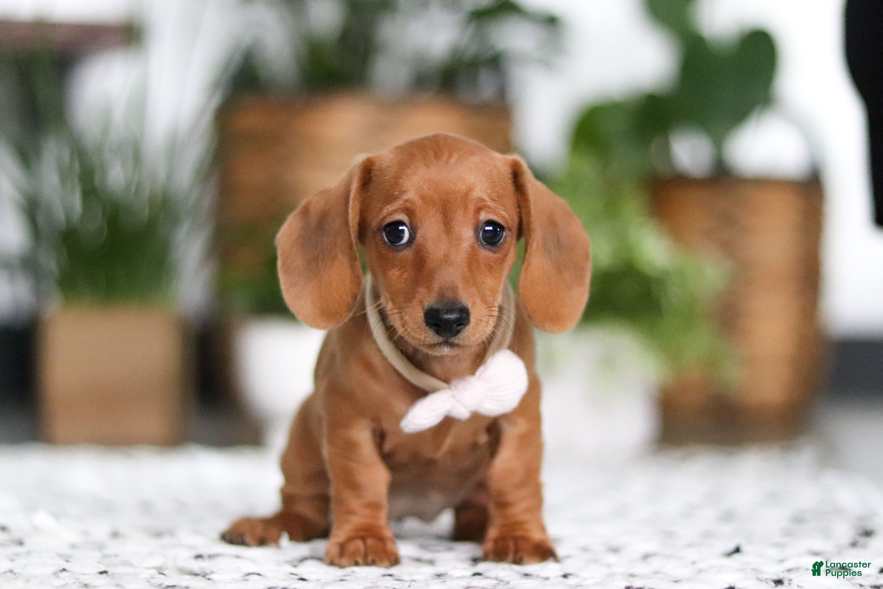 Dachshund dogs Willow - Ad 23