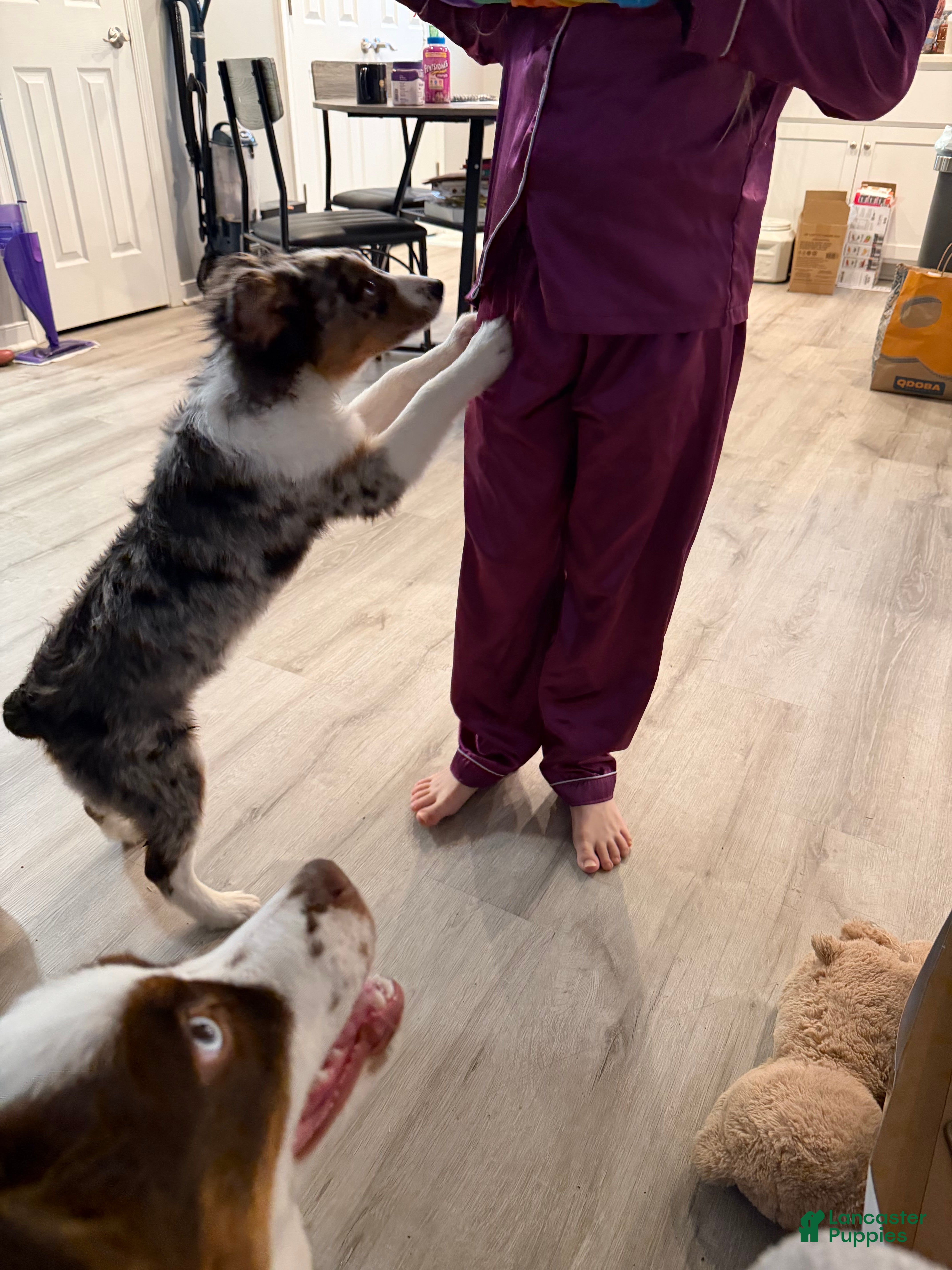 Miniature Australian Shepherd dogs Miniature Australian Shepherd Puppy 1 - Ad 2