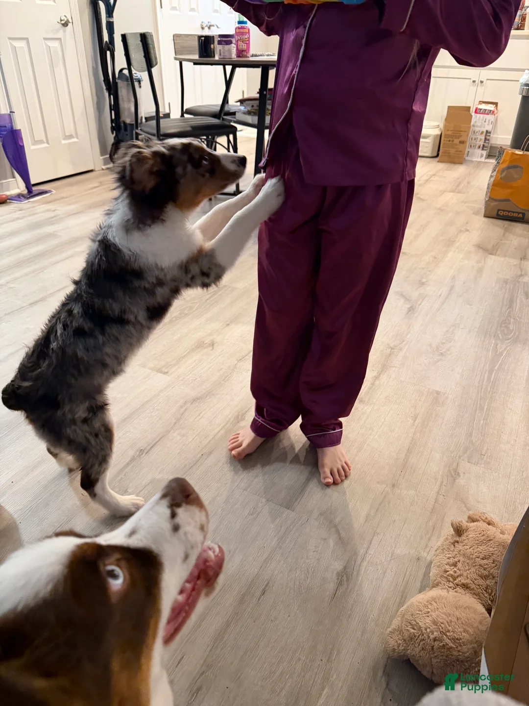 Miniature Australian Shepherd dogs for sale: Miniature Australian Shepherd Puppy 1 - Ad 2