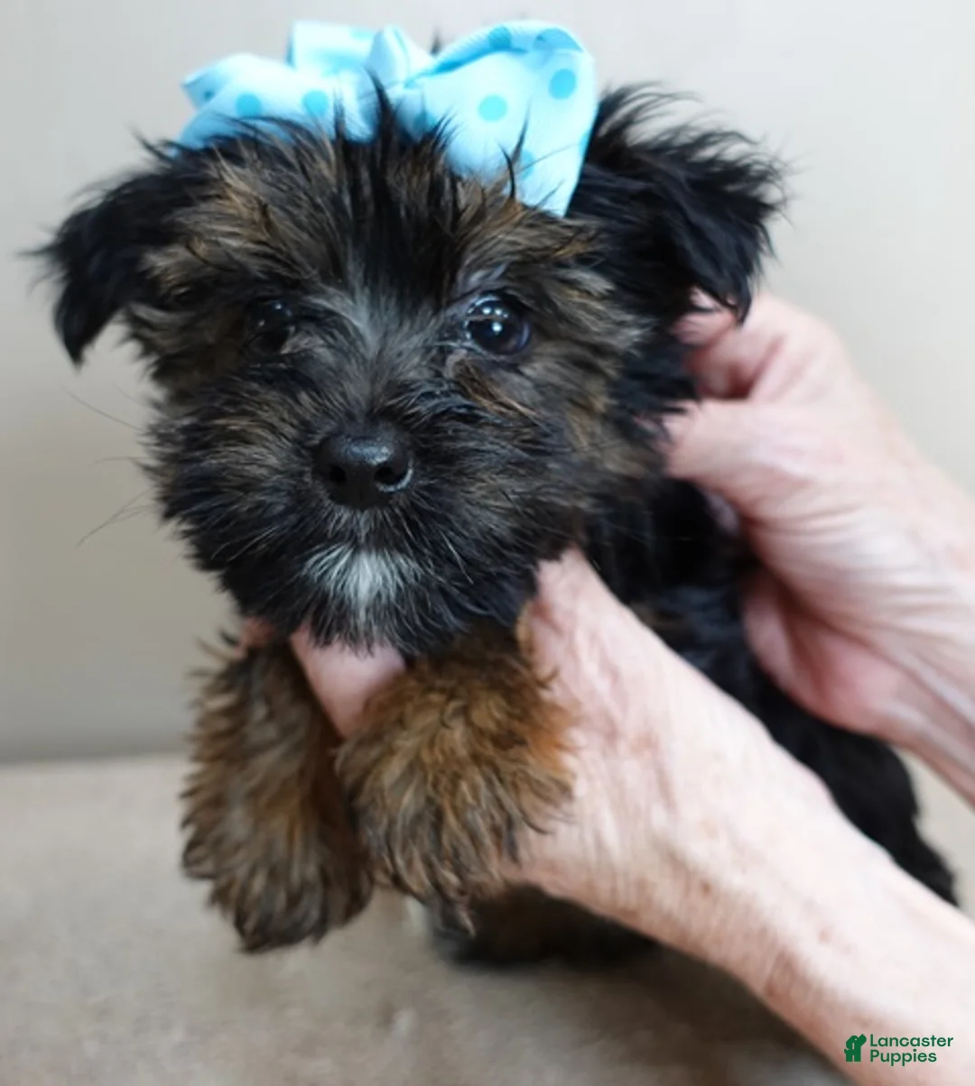 Yorkshire Terrier dogs for sale: Bali 2 pounds - Ad 2