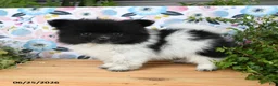 Pomeranian dogs for sale: Cheesy - Ad 5