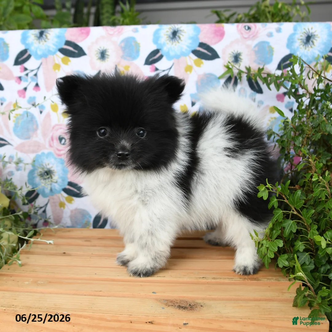 Pomeranian dogs for sale: Cheesy - Ad 5
