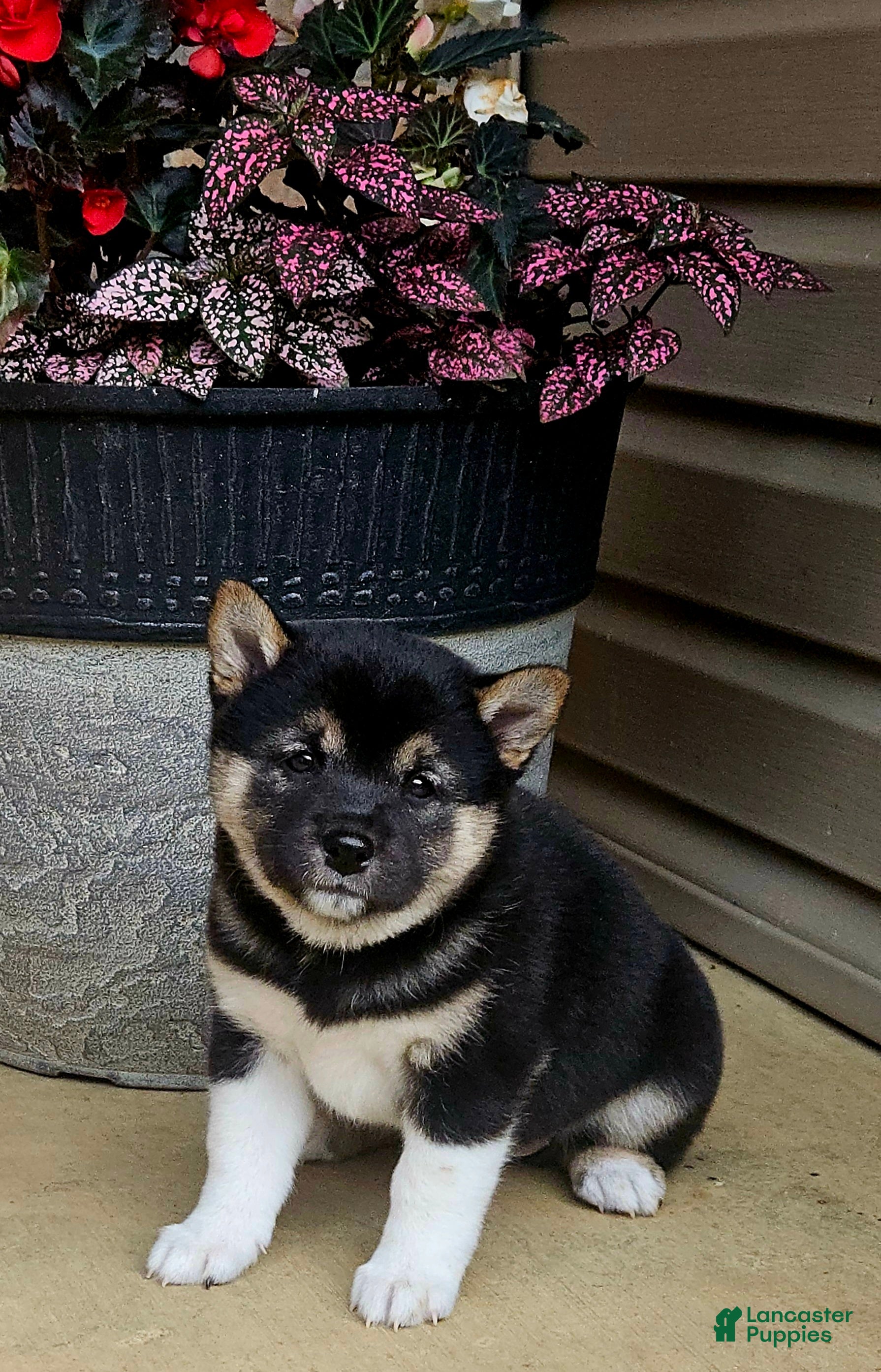 Shiba Inu dogs Gabby - Ad 2