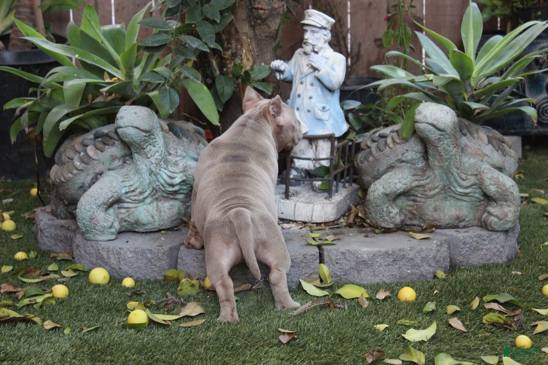 American Bully dogs for sale: American Bully Puppy 2 - Ad 6