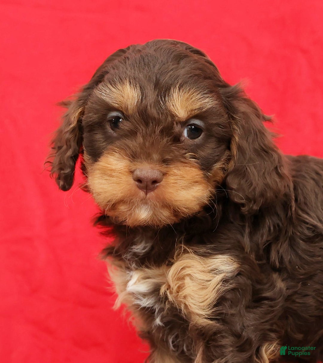 Cavapoo dogs for sale: April - Ad 9