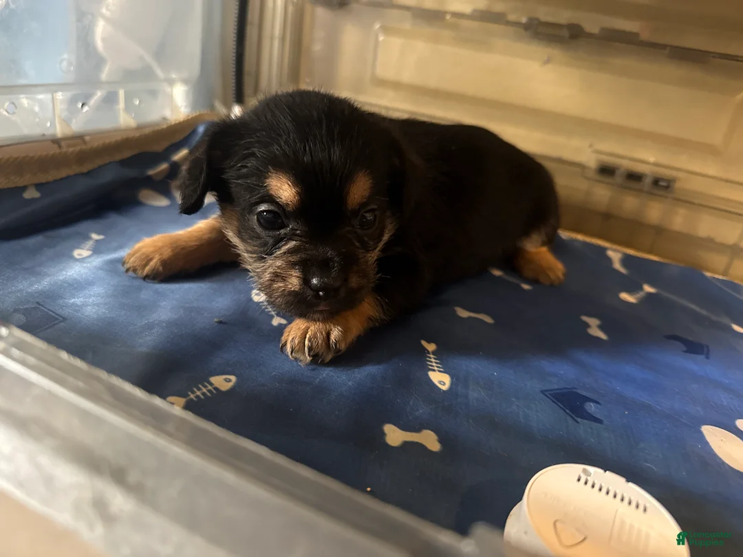 French Bulldog dogs for sale: Fluffy French Bulldog 5 - Ad 2