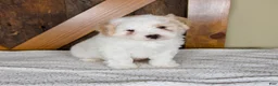 Mini Bernedoodle dogs for sale: Milo - Rare color! - Ad 3