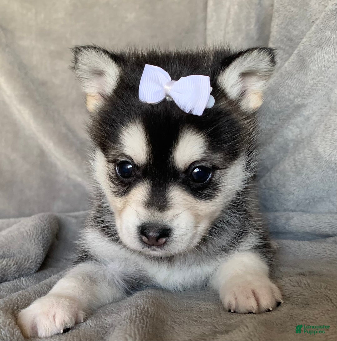 Alaskan Klee Kai dogs for sale: Petite Toy Husky~ Amazing Petunia~!!! - Ad 1